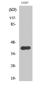 Anti-AIFM2/FSP1 Rabbit Polyclonal Antibody