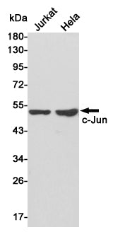 Anti-c-Jun Rabbit Polyclonal Antibody