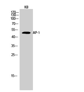 Anti-c-Jun Rabbit Polyclonal Antibody
