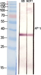 Anti-c-Jun Rabbit Polyclonal Antibody