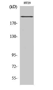 Anti-BRCA1 Rabbit Polyclonal Antibody