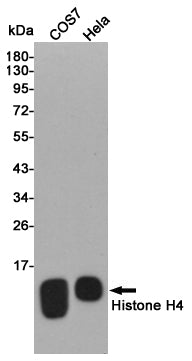 Anti-Histone H4 Rabbit Polyclonal Antibody
