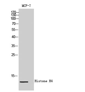 Anti-Histone H4 Rabbit Polyclonal Antibody