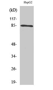 Anti-IKK alpha/beta Rabbit Polyclonal Antibody