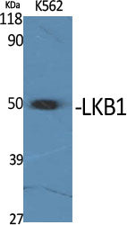 Anti-LKB1 Rabbit Polyclonal Antibody