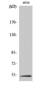 Anti-LKB1 Rabbit Polyclonal Antibody