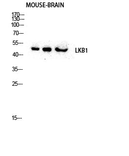 Anti-LKB1 Rabbit Polyclonal Antibody
