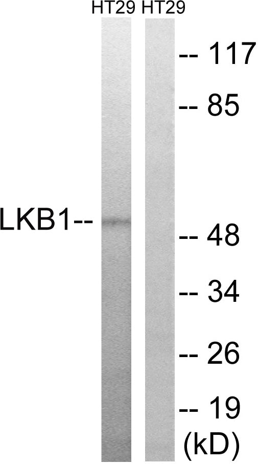 Anti-LKB1 Rabbit Polyclonal Antibody