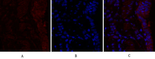 Anti-RhoA Rabbit Polyclonal Antibody