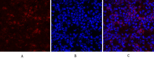 Anti-RhoA Rabbit Polyclonal Antibody