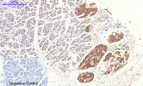 Anti-RhoA Rabbit Polyclonal Antibody