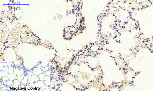 Anti-RhoA Rabbit Polyclonal Antibody