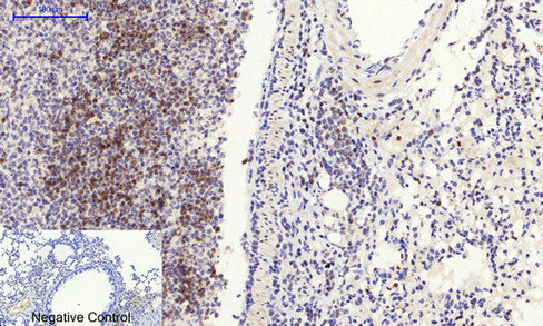 Anti-RhoA Rabbit Polyclonal Antibody