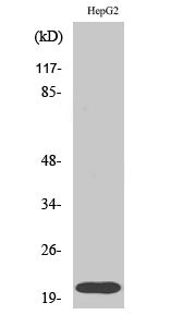 Anti-RhoA Rabbit Polyclonal Antibody