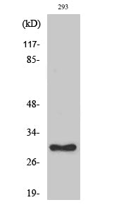 Anti-RPL7 Rabbit Polyclonal Antibody