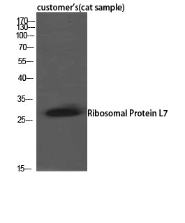 Anti-RPL7 Rabbit Polyclonal Antibody