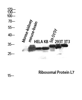 Anti-RPL7 Rabbit Polyclonal Antibody