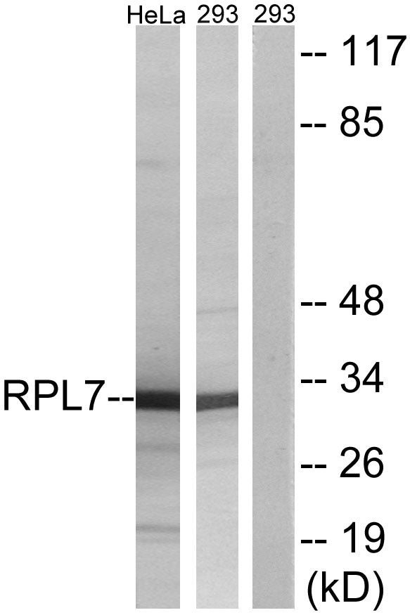 Anti-RPL7 Rabbit Polyclonal Antibody