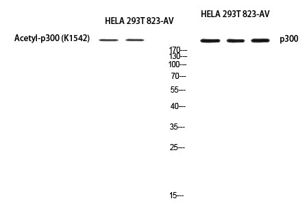 Anti-p300 Rabbit Polyclonal Antibody