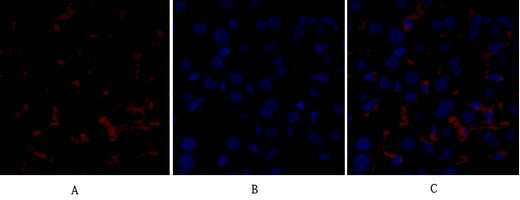 Anti-Raf1 Rabbit Polyclonal Antibody