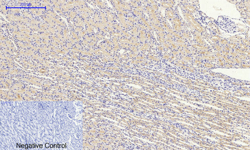 Anti-Raf1 Rabbit Polyclonal Antibody