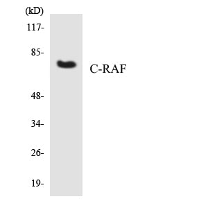 Anti-Raf1 Rabbit Polyclonal Antibody