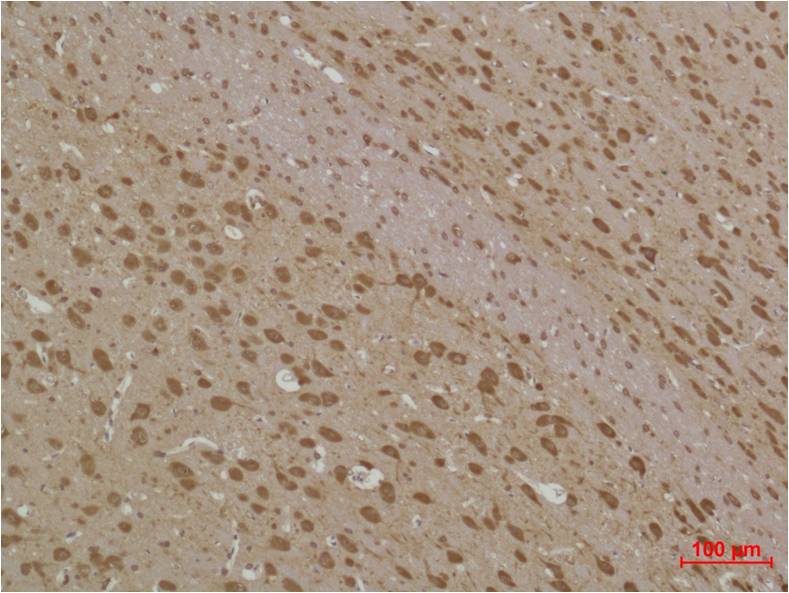 Anti-LC3B Rabbit Polyclonal Antibody