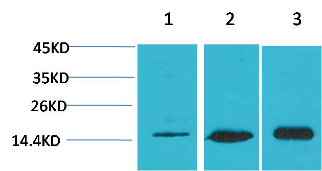 Anti-LC3B Rabbit Polyclonal Antibody