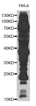 Anti-Acetyl-Lysine Rabbit Polyclonal Antibody