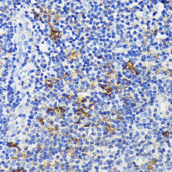 Anti-TREM2 Rabbit Polyclonal Antibody