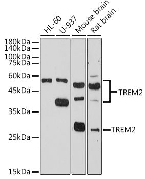 Anti-TREM2 Rabbit Polyclonal Antibody