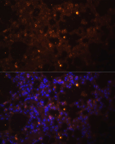 Anti-IL-1 beta Rabbit Polyclonal Antibody