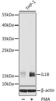 Anti-IL-1 beta Rabbit Polyclonal Antibody
