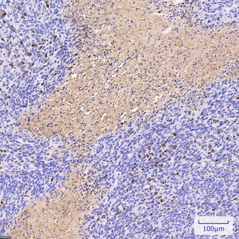 Anti-Ki67 Rat mAb