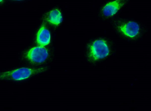 Anti-Synapsin 1 Rabbit Polyclonal Antibody