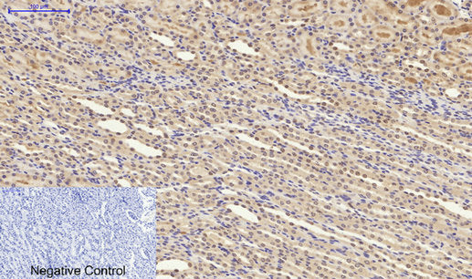 Anti-Synapsin 1 Rabbit Polyclonal Antibody