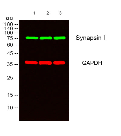 Anti-Synapsin 1 Rabbit Polyclonal Antibody
