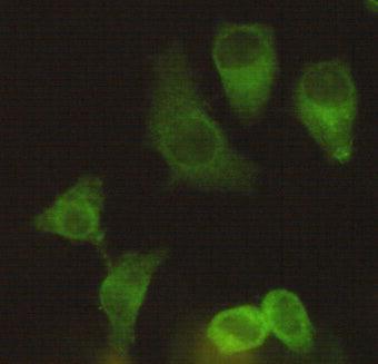 Anti-Eg5 (4H3) Mouse Monoclonal Antibody