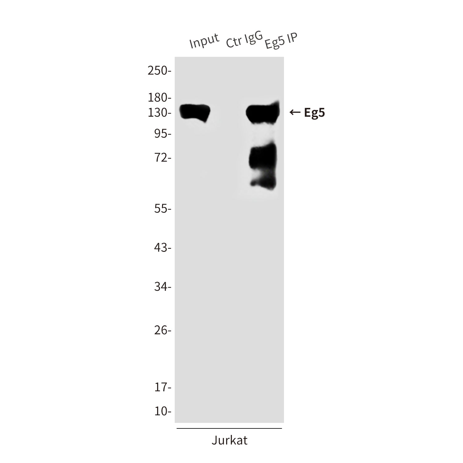 Anti-Eg5 (4H3) Mouse Monoclonal Antibody