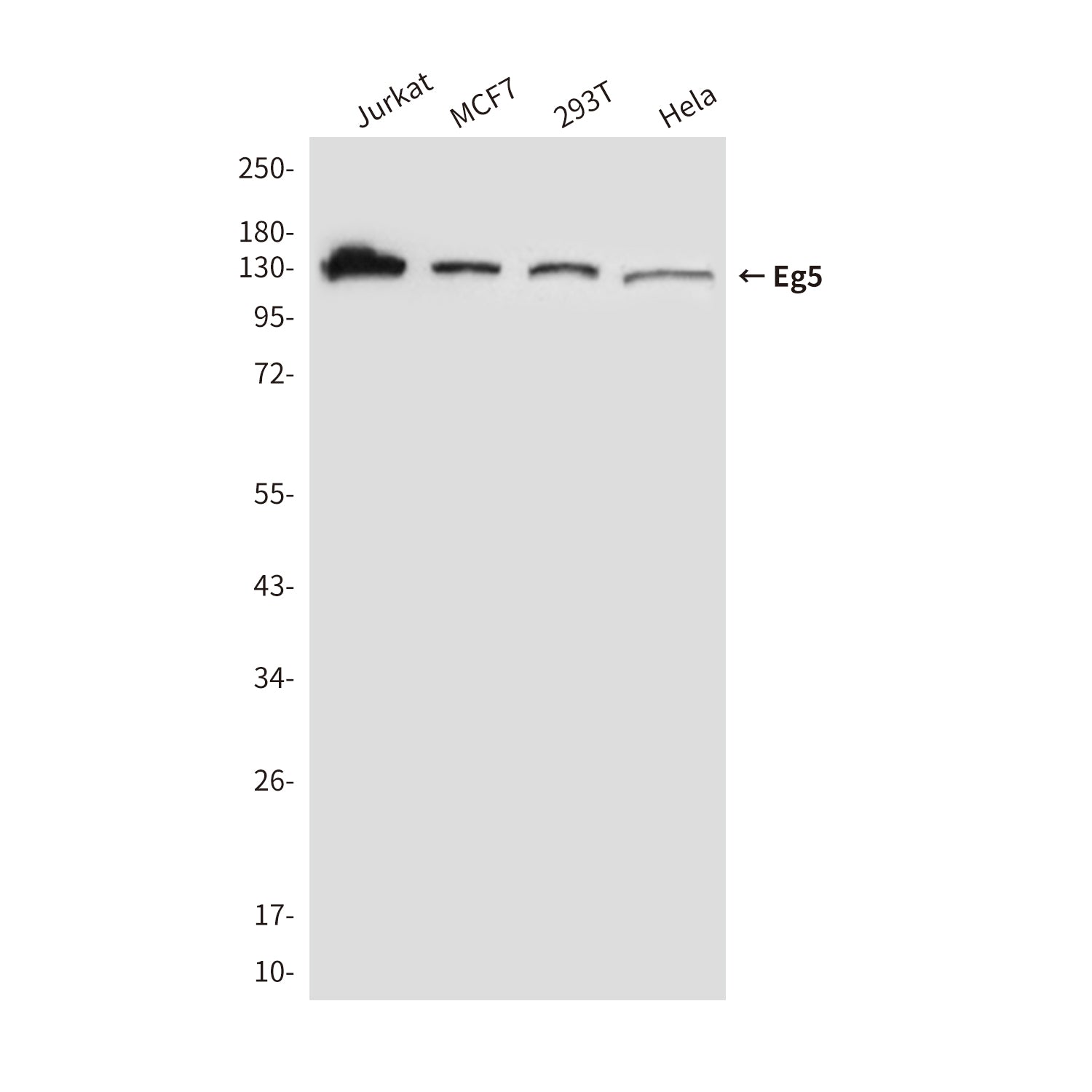 Anti-Eg5 (4H3) Mouse Monoclonal Antibody