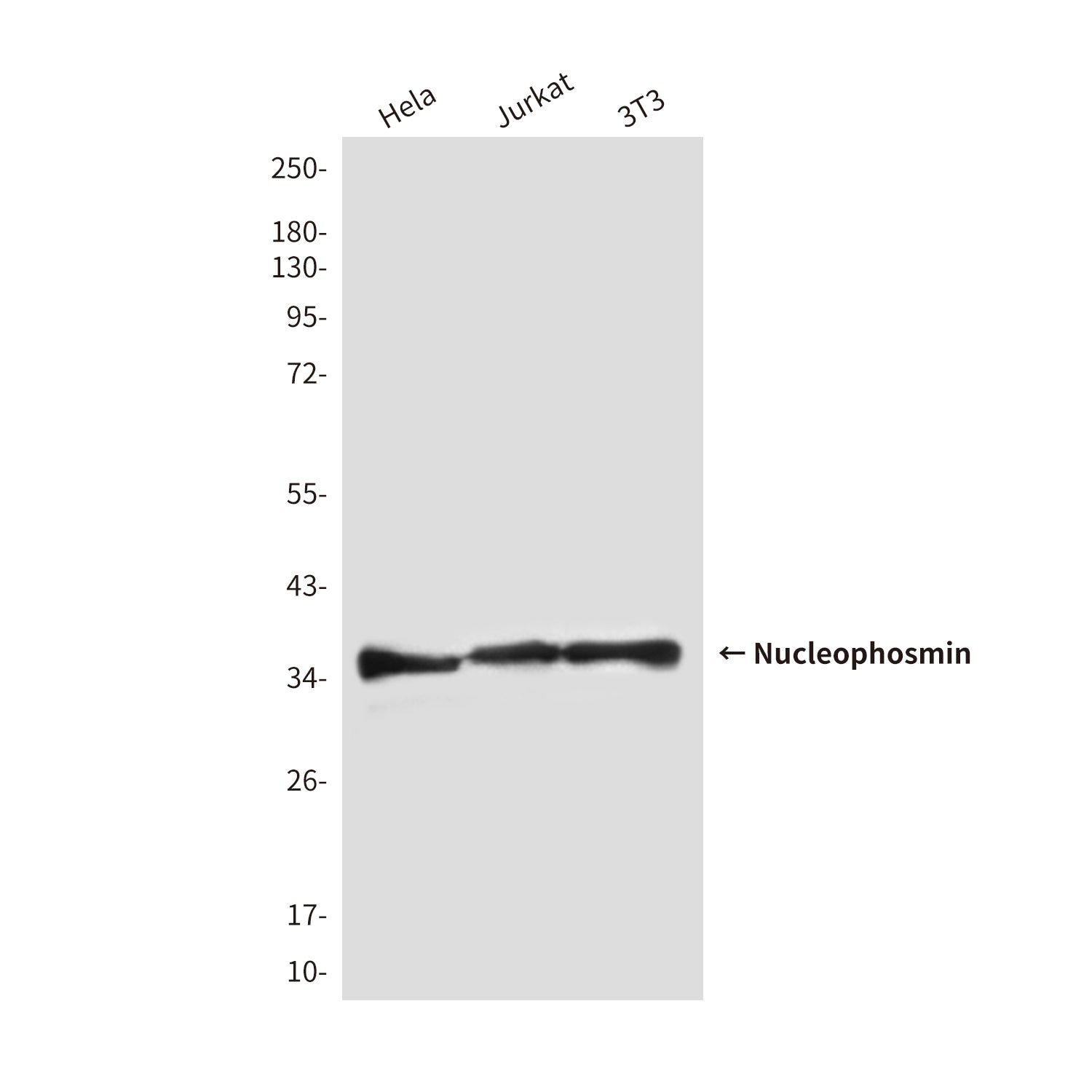 Anti-Nucleophosmin (2D9) Mouse Monoclonal Antibody