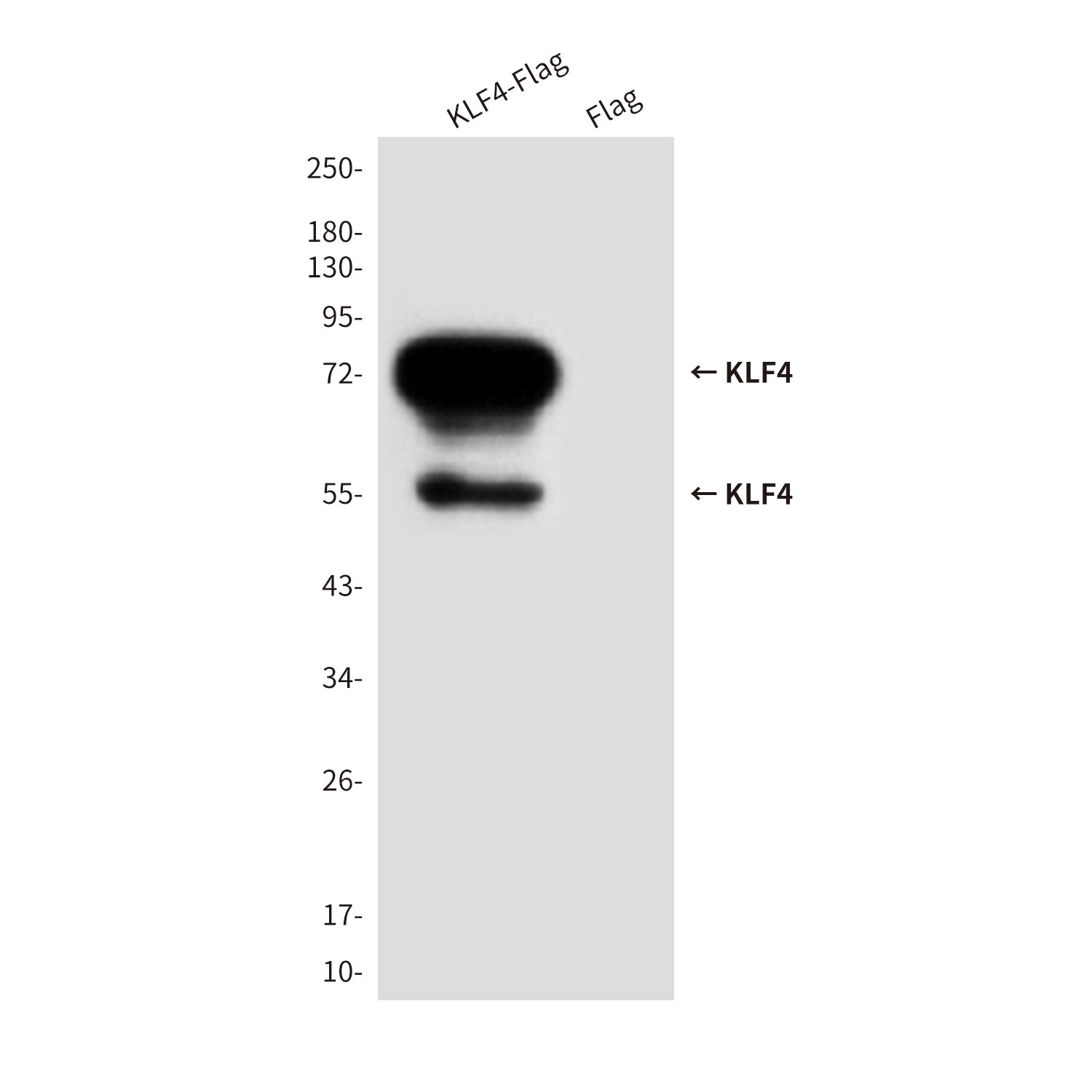 Anti-KLF4 (3B3) Mouse Monoclonal Antibody