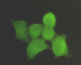 Anti-PP1C alpha (1C11) Mouse Monoclonal Antibody