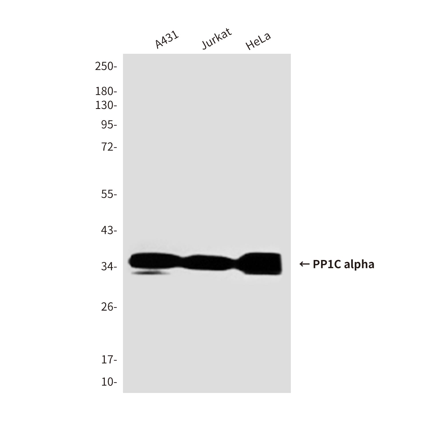 Anti-PP1C alpha (1C11) Mouse Monoclonal Antibody
