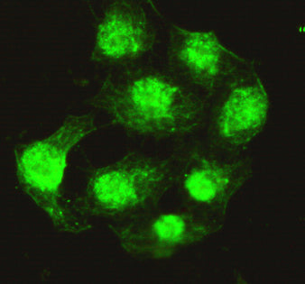 Anti-PPP4C (2F11) Mouse Monoclonal Antibody