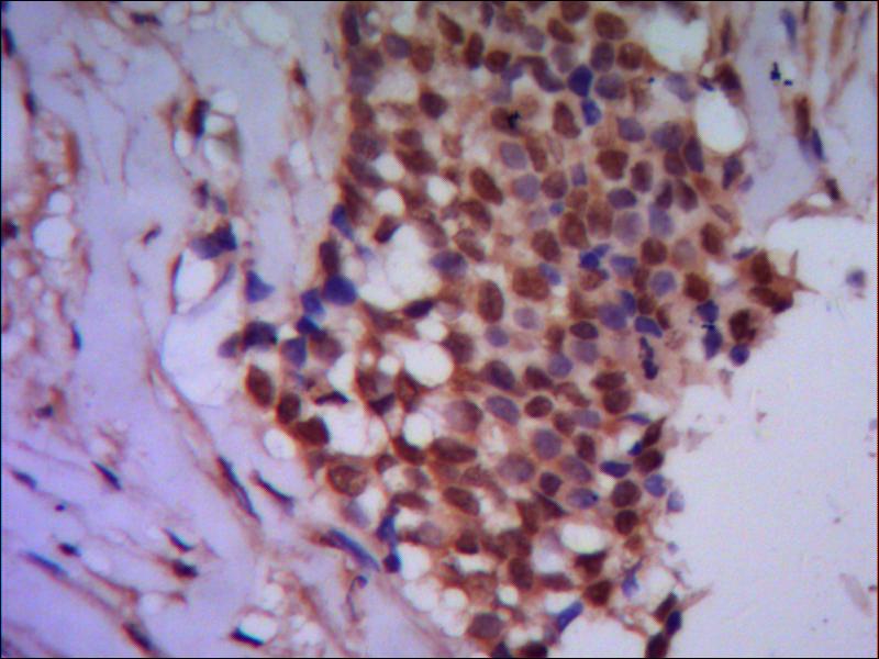 Anti-PPP4C (2F11) Mouse Monoclonal Antibody