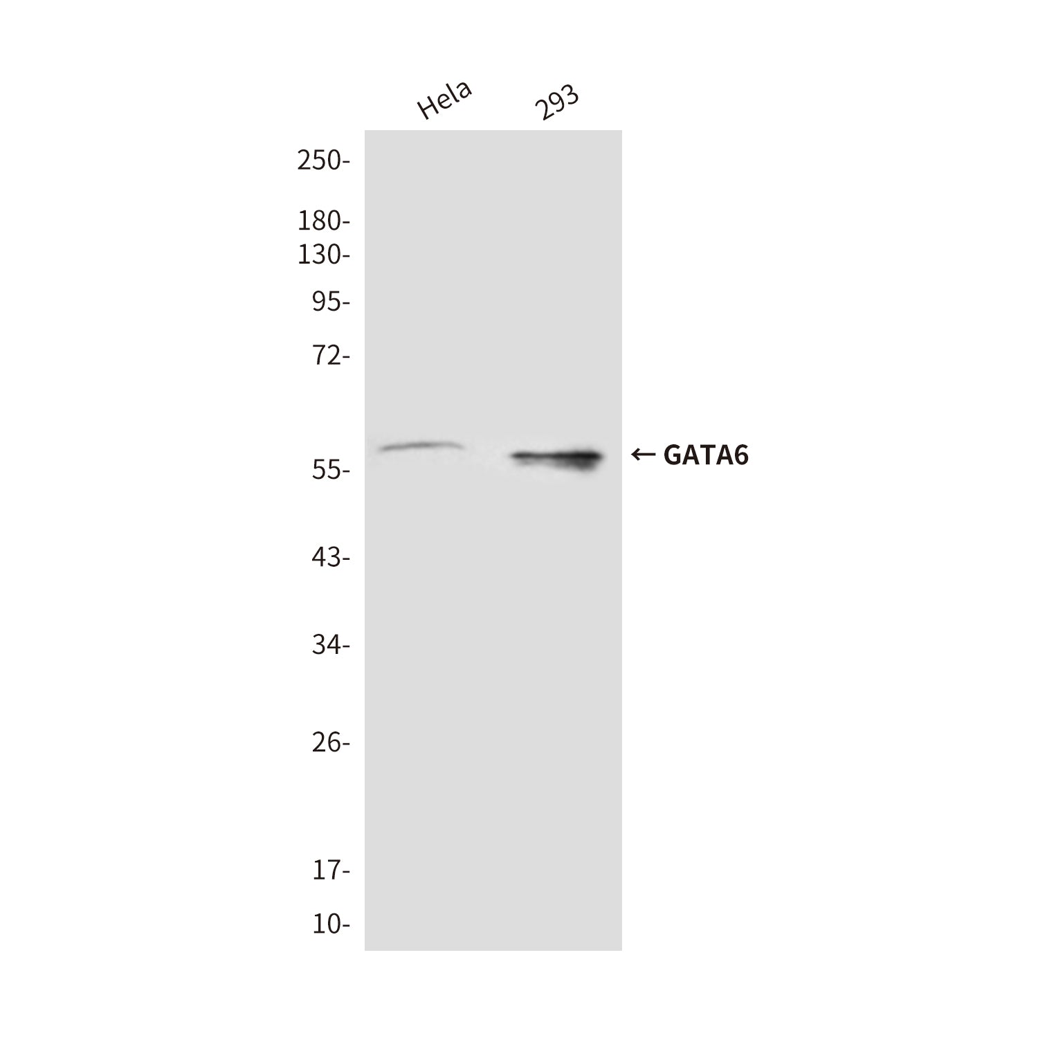 Anti-GATA6 (3H3) Mouse Monoclonal Antibody
