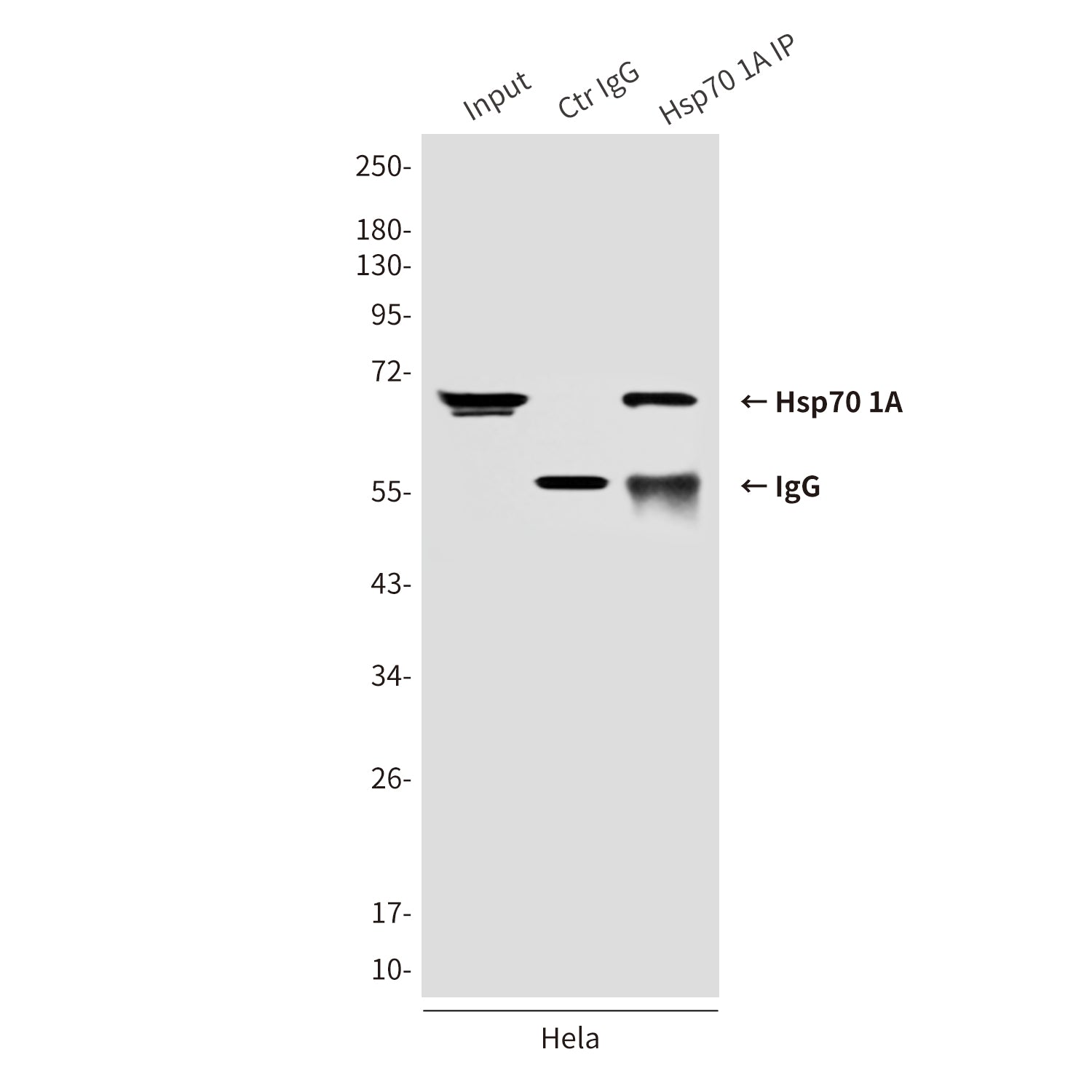 Anti-Hsp70 1A (2A11) Mouse Monoclonal Antibody