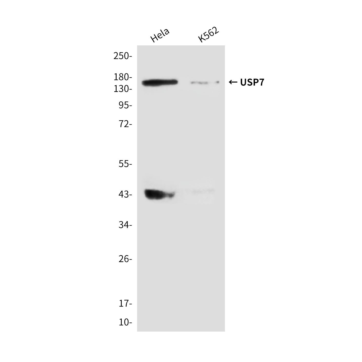 Anti-USP7 (3E4) Mouse Monoclonal Antibody