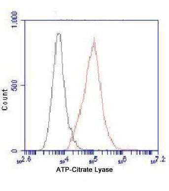 Anti-ATP Citrate Lyase (3D9) Mouse Monoclonal Antibody